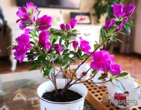 杜鹃花怎么养家庭养法 杜鹃花怎么养家庭养法