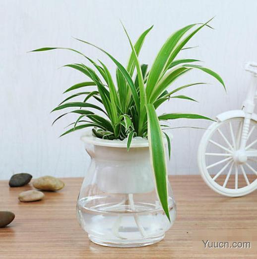 水培吊兰的养殖方法 水培吊兰的养殖方法