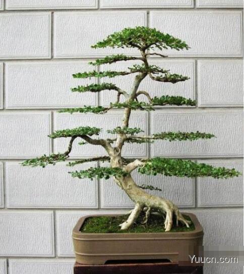 蜡梅的养殖方法 蜡梅的养殖方法
