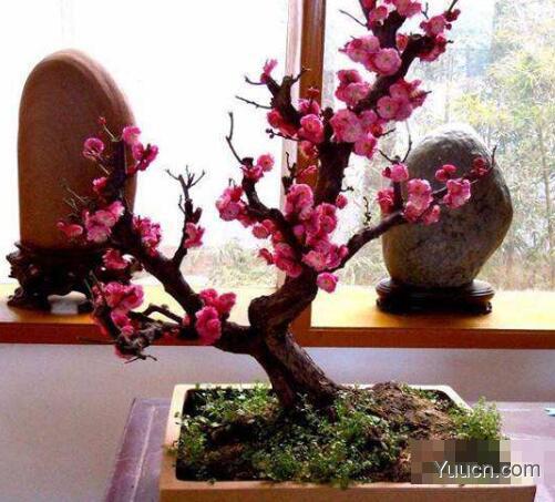 蜡梅的养殖方法 蜡梅的养殖方法
