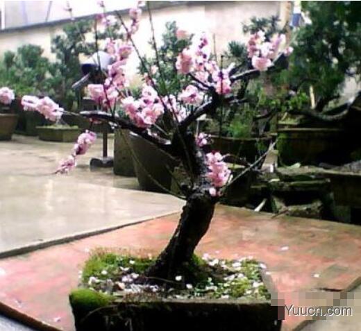 蜡梅的养殖方法 蜡梅的养殖方法