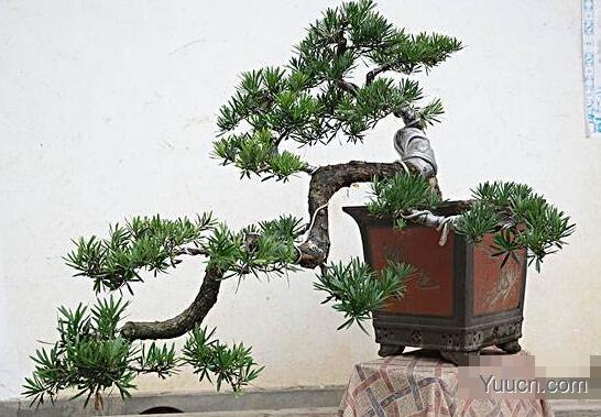 罗汉松的养殖方法