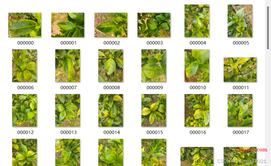 【pytorch】Vision Transformer实现图像分类+可视化+训练数据保存