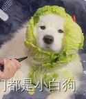 做了8年前端，细说那些曾经让你浴霸不能的后端